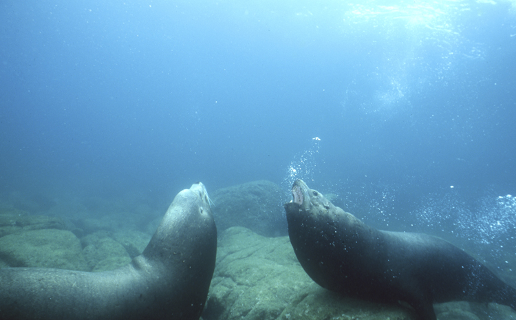 DIVING;Underwater;sea lions;playing;hero;two;la paz mexico;F301 26C 2